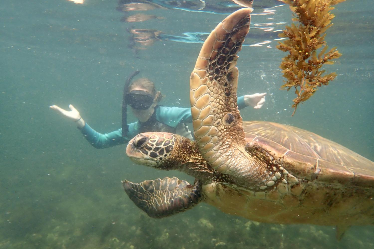 一名<a href='http://ujqs.ngskmc-eis.net'>全球十大赌钱排行app</a>学生在Galápagos群岛游学途中与一只巨龟游泳.